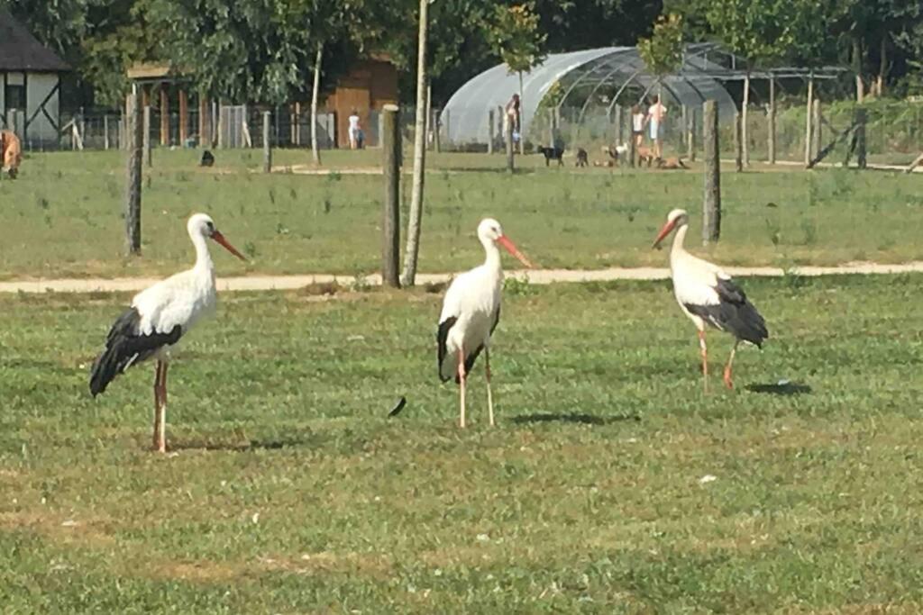 Residentie Pelikaan - Nice View On The Leie Deinze Luaran gambar